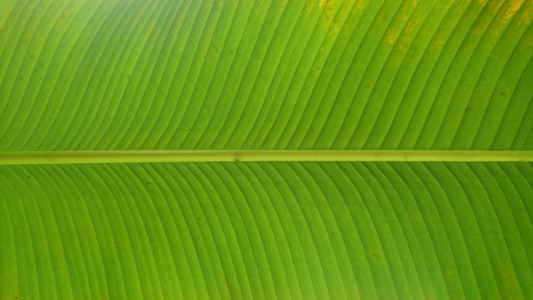 Unlocking the Healing Powers of Green Quartz